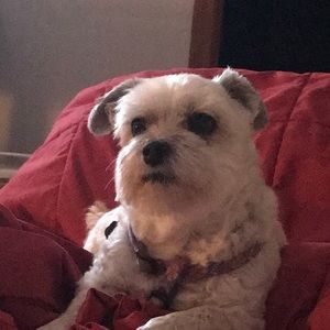 Meet your Posher, Dawn